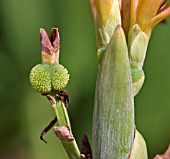 IMMATURE FRUIT OF CANNA HYBRID