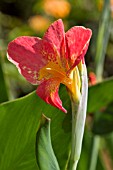 CANNA HYBRID