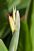 EMERGING BUD OF CANNA HYBRID