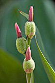 UNRIPE FRUIT OF CANNA HYBRID