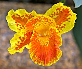 CANNA HYBRID