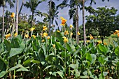 CANNA HYBRIDS IN A TROPICAL GARDEN