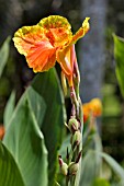 CANNA HYBRID WITH UNRIPE SEED PODS