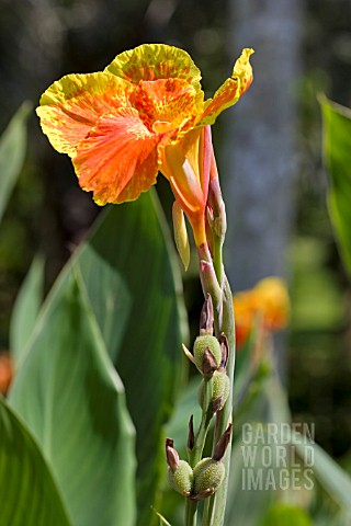 CANNA_HYBRID_WITH_UNRIPE_SEED_PODS