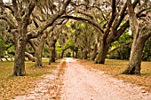 MOSS COVERED QUERCUS, CUMBERLAND ISLAND, GEORGIA