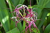 CRINUM AMABILE