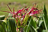 CRINUM AMABILE