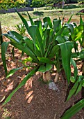 CRINUM AUGUSTUM