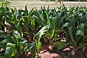 CRINUM AUGUSTUM