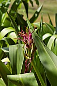 CRINUM AUGUSTUM