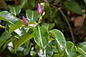CRYPTOSTEGIA GRANDIFLORA