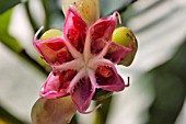 DILLENIA SEED POD