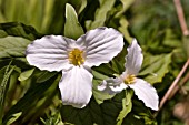 WHITE TRILLIUM, TRILLIUM GRANDIFLORUM