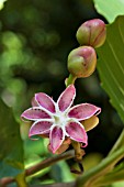 DILLENIA FRUITS AND BURST SEED POD