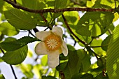 DILLENIA INDICA FLOWER