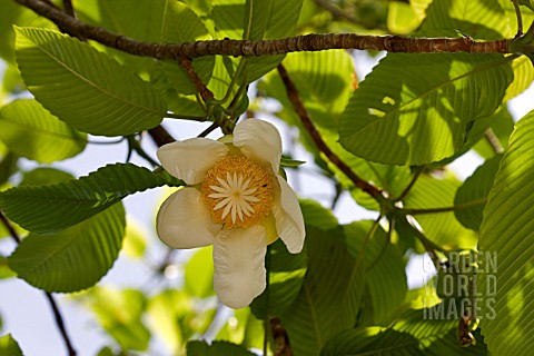 DILLENIA_INDICA_FLOWER