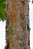 DILLENIA INDICA BARK