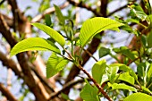 NEW LEAVES OF DILLENIA INDICA