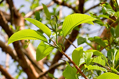 NEW_LEAVES_OF_DILLENIA_INDICA