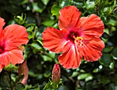 HIBISCUS ROSA-SINENSIS