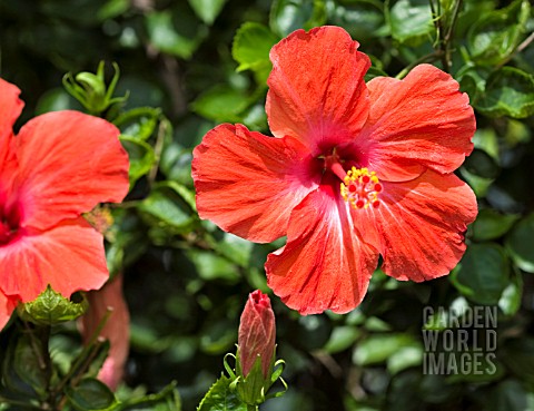 HIBISCUS_ROSASINENSIS