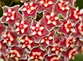 HOYA FLOWER