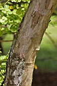 JACARANDA OBTUSIFOLIA BARK