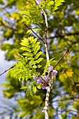 JACARANDA OBTUSIFOLIA