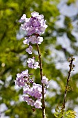 JACARANDA OBTUSIFOLIA