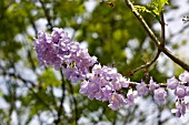 JACARANDA OBTUSIFOLIA