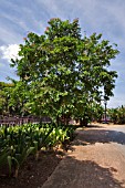 LAGERSTROEMIA SPECIOSA