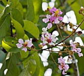 LAGERSTROEMIA SPECIOSA