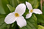 WHITE TRILLIUM, TRILLIUM GRANDIFLORUM