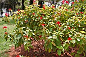 MUSSAENDA ERYTHROPHYLLA