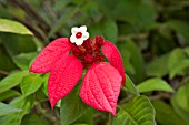 MUSSAENDA ERYTHROPHYLLA