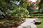 MUSSAENDA PHILIPPICA AT TAMAN BOTANI PUTRAJAYA