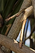 NEW PROP ROOTS OF PANDANUS