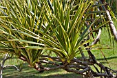 PANDANUS TECTORIUS