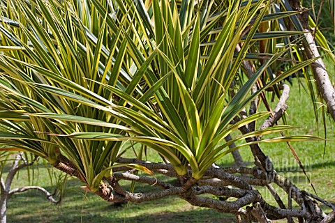 PANDANUS_TECTORIUS