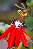 PASSIFLORA COCCINEA