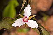 PAINTED TRILLIUM, TRILLIUM UNDULATUM