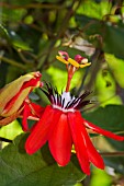 PASSIFLORA COCCINEA