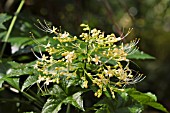 CLERODENDRUM PANICULATUM