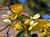 SENNA SPECTABILIS