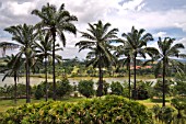 ROW OF PALMS BESIDE THE LAKE AT TAMAN BOTANI PUTRAJAYA