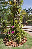 TRUNK OF PALM TREE WITH ORCHIDS AT TAMAN BOTANI PUTRAJAYA