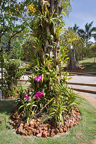 TRUNK_OF_PALM_TREE_WITH_ORCHIDS_AT_TAMAN_BOTANI_PUTRAJAYA