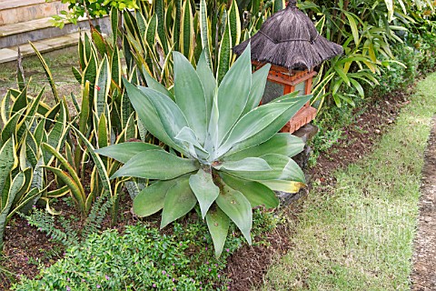 AGAVE_ATTENUATA_IN_A_TROPICAL_BORDER_WITH_SANSEVIERIA_AND_CUPHEA_HYSSOPIFOLIA