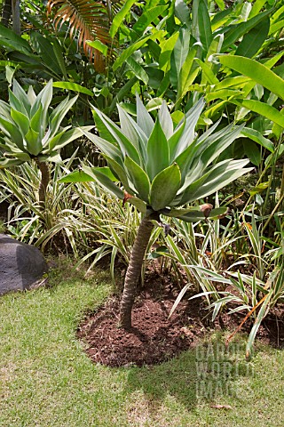 AGAVE_ATTENUATA_IN_A_TROPICAL_BORDER_WITH_PANDANUS_AND_MUSA_CULTIVAR