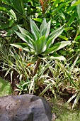 AGAVE ATTENUATA IN A TROPICAL BORDER WITH PANDANUS AND MUSA CULTIVAR